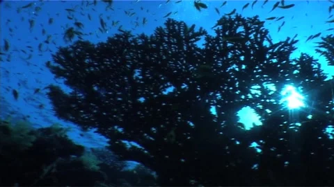 Pan Shot Of Coral Table In Backlight Stock Footage 292755147