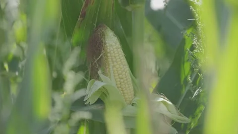 Pan Shot Cornfield Stock Footage 142813743
