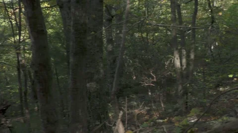 Pan Shot Dark Forest Stock Footage 69019745