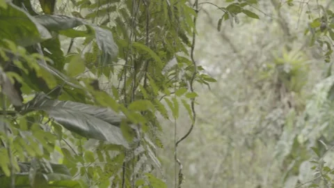 Pan Shot of Dense Atlantic Rainforest Flora with Bromeliads and Large Leaves Stock Footage 320633707