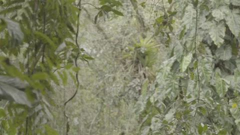 Pan Shot of Dense Atlantic Rainforest Flora with Bromeliads and Large Leaves Stock Footage 320633719