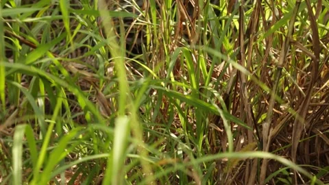 Pan shot of dense tall sawgrass in South Florida. Vídeos de archivo 345172649