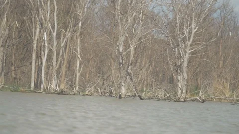 Pan shot of dry trees from the side of a lake 스톡 동영상 109256443