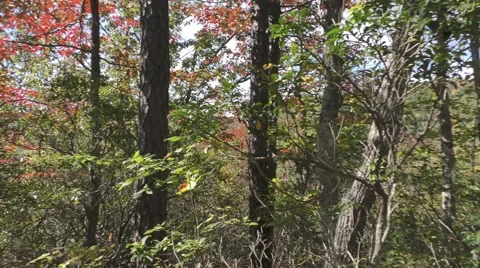 Pan Shot of Fall Colors Video stock 69021449