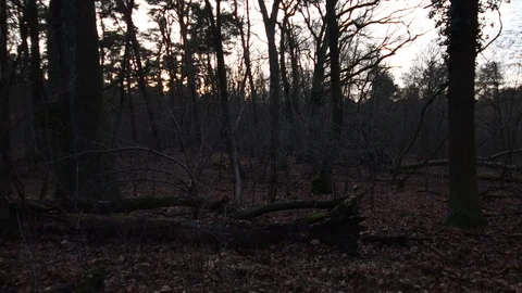 Pan shot from a fallen tree uprooted in the devastated forest after the storm Video stock 123979140