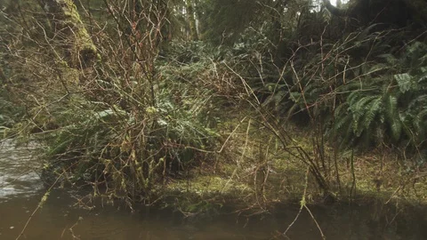 Pan shot of fast running river in old growth forest Stock Footage 122405471
