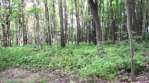 A Pan Shot of A Forest Stock Footage 139320312