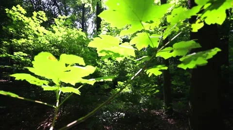 Pan shot from forest idyll in the sunlight Stock Footage 41667435