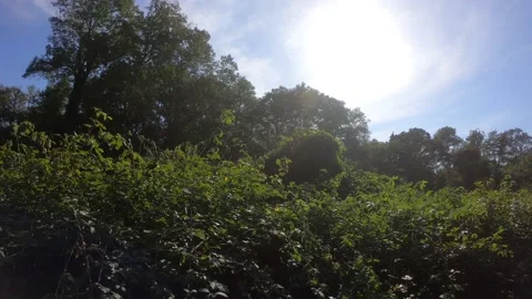 Pan shot of forest plants and trees in bright sun at midday. Video stock 142240146