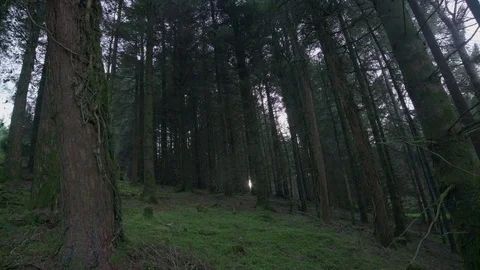 Pan shot of forest, with tiny slither of sunlight peaking through. Stock Footage 74279946