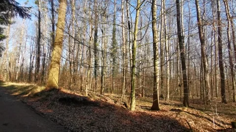 A pan-shot in a forest with tree trunks in the sun Video stock 257887707