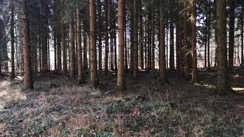 A pan-shot in a forest with tree trunks in the shade Video stock 257887741