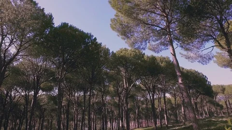 Pan shot at the forrest Stock Footage 75684007