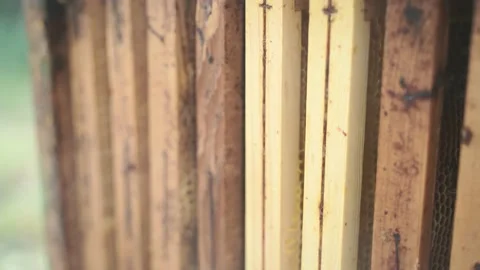 Pan shot on frames of a beehive, smoke Stock-Footage 155590415