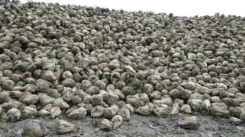 Pan shot of freshly havested roots Stock Footage 84136672