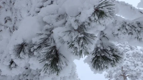 Pan shot of frozen pine trees and snowy forest Stock Footage 86217827