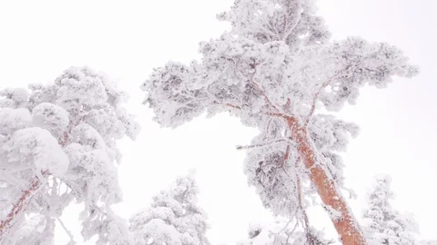 Pan shot from frozen tree branches to the ground Stock Footage 86219630