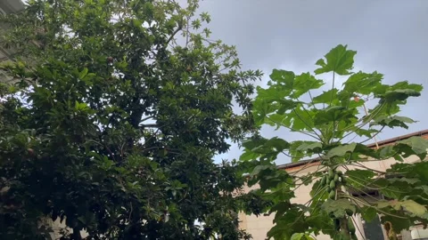 Pan shot of fruit trees and residential house in the afternoon Stockbeeldmateriaal 338169345