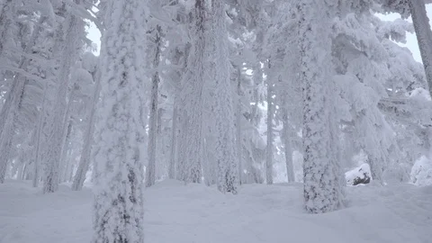 Pan shot from ice to winter forest Stock Footage 86219994