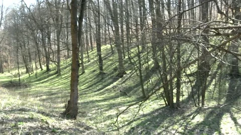 Pan shot inside a forest, Hungary Stock Footage 134068077