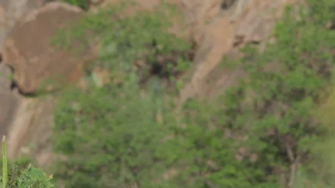 Pan shot of a klipspringer as it stares at the camera Stock Footage 261025277