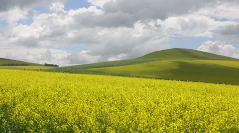 Pan shot of large field of rape under the blue sky Stock Footage 40616117