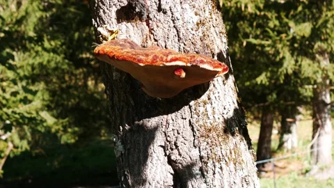 Pan shot of a large mushroom on a tree Video stock 152733388