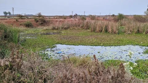 A pan shot of a large rural lake filled with dirty, stagnant water and shru.. Stock Footage 313381953