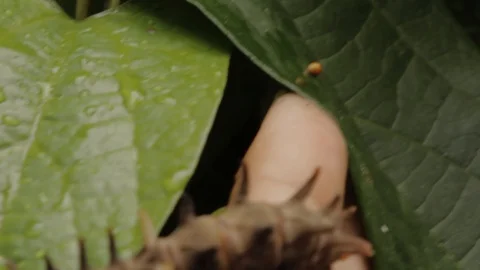 Pan shot of a leaf and a brown caterpillar Stock Footage 95821751