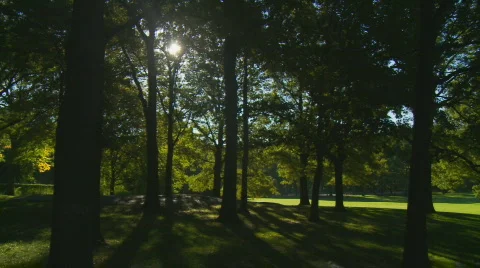Pan shot light and shadow central park part I Stock Footage 272220