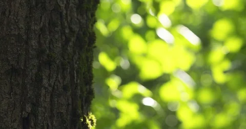 Pan shot of linden tree with blurred background Stock Footage