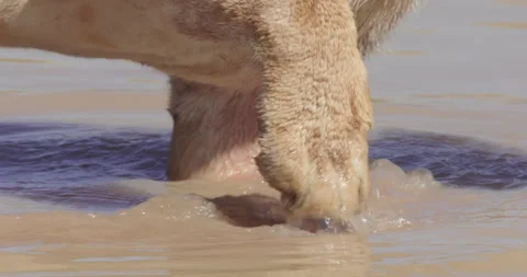 Pan shot of Lion's paws jumping into water after feeding on a buffalo Stock-Footage 279041248