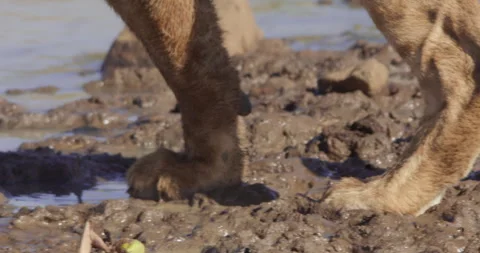Pan shot of a Lion's paws walking into water during the morning Stock Footage 279040539