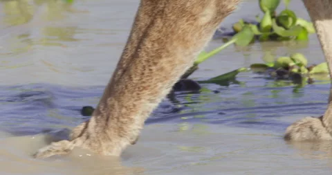 Pan shot of a Lion's paws walking into a dam submerging itself slowly Stock-Footage 279040930