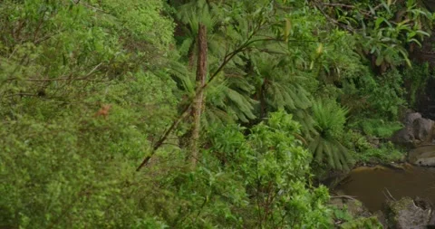 Pan Shot, Lush Forest With Waterfall Close Up Stock Footage 330576011