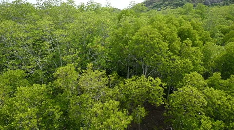 Pan shot of mangrove forest Stock Footage 41345772