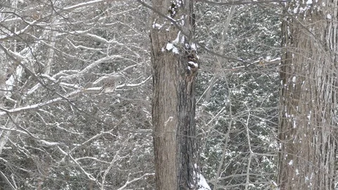 Pan shot of mixed forest in Canada with owl perched in the distance Stock-Footage 100126830