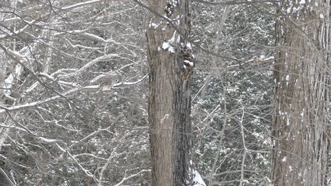 Pan shot of mixed forest in Canada with owl perched in the distance - HD 24fps Stock-Footage 122681350