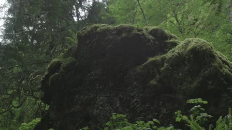 Pan up shot of a mossy rock Stock Footage 44350942