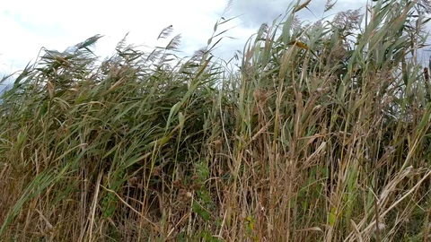 Pan shot of moving reed Stock Footage 116156198