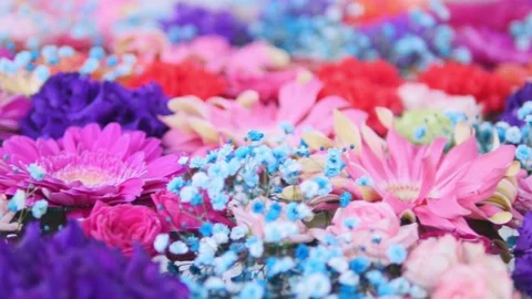 Pan shot of Multi-colored beautiful flower Stock Footage 151279462