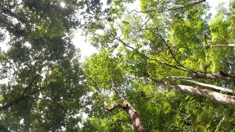 Pan shot. Natural trees in the forest. Stock Footage 112654653