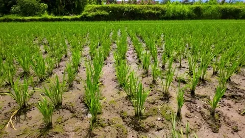 Pan shot of newly planted paddy or rice field in Ubud, Bali Stock Footage 237862095