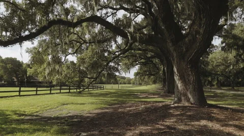 Pan shot of an oak tree in an old plantation in Charleston, South Carolina Stock Footage 65714228