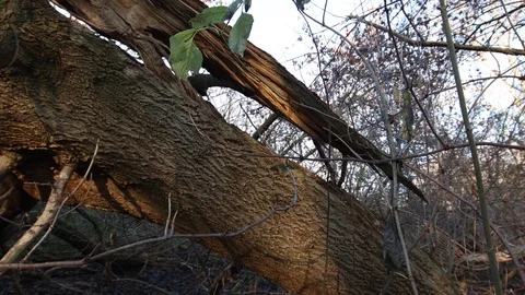Pan shot of old broken tree in the forest Stock Footage 121468122