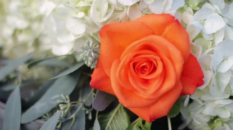 Pan shot Orange Rose Stock-Footage 66270657