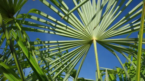 Pan shot of palm tree leaves are moving in the wind Vidéo 39725786