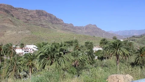 Pan shot of palm trees Stock Footage 74152168