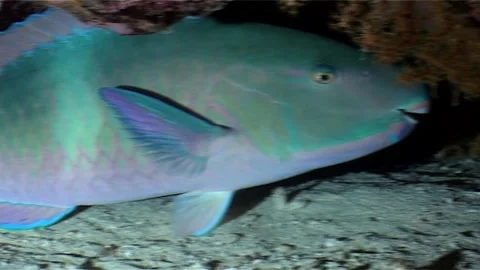 Pan Shot Of Parrotfish Sheltered Inside a Reef Niche 스톡 동영상 300553108