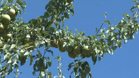 Pan shot of pears on a tree 2 Stock Footage 343211